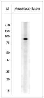 Neuroligin 4 Antibody in Western Blot (WB)