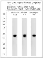 Enolase Antibody in Western Blot (WB)