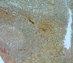 NMDAR3A Antibody in Immunohistochemistry (Paraffin) (IHC (P))