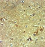 NMDAR3A Antibody in Immunohistochemistry (Paraffin) (IHC (P))