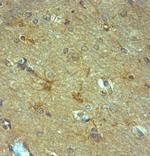 NMDAR3A Antibody in Immunohistochemistry (Paraffin) (IHC (P))
