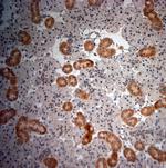 NGF Antibody in Immunohistochemistry (Paraffin) (IHC (P))
