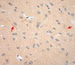 NGF Antibody in Immunohistochemistry (Paraffin) (IHC (P))