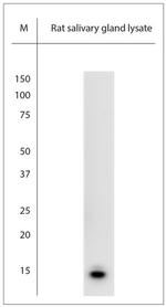 NGF Antibody in Western Blot (WB)