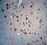 NeuN Antibody in Immunohistochemistry (Paraffin) (IHC (P))