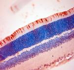 S Opsin Polyclonal Antibody