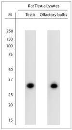 Olr98, Olr101, Olr103, Olr115 Antibody in Western Blot (WB)