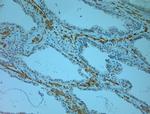 Odorant-binding protein 2b Antibody in Immunohistochemistry (Paraffin) (IHC (P))