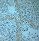 Odorant-binding protein 2b Antibody in Immunohistochemistry (Paraffin) (IHC (P))