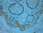 Odorant-binding protein 2b Antibody in Immunohistochemistry (Paraffin) (IHC (P))