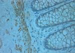 Odorant-binding protein 2b Antibody in Immunohistochemistry (Paraffin) (IHC (P))
