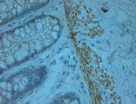 Odorant-binding protein 2b Antibody in Immunohistochemistry (Paraffin) (IHC (P))