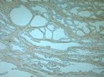 Odorant-binding protein 2b Antibody in Immunohistochemistry (Paraffin) (IHC (P))