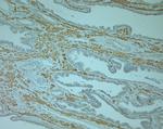 Odorant-binding protein 2b Antibody in Immunohistochemistry (Paraffin) (IHC (P))