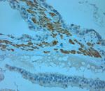Odorant-binding protein 2b Antibody in Immunohistochemistry (Paraffin) (IHC (P))