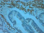Odorant-binding protein 2b Antibody in Immunohistochemistry (Paraffin) (IHC (P))