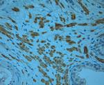 Odorant-binding protein 2b Antibody in Immunohistochemistry (Paraffin) (IHC (P))