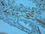 Odorant-binding protein 2b Antibody in Immunohistochemistry (Paraffin) (IHC (P))