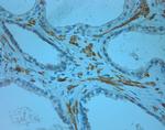 Odorant-binding protein 2b Antibody in Immunohistochemistry (Paraffin) (IHC (P))