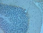 Otoferlin Antibody in Immunohistochemistry (Paraffin) (IHC (P))