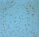 Otoferlin Antibody in Immunohistochemistry (Paraffin) (IHC (P))