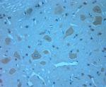 Otoferlin Antibody in Immunohistochemistry (Paraffin) (IHC (P))