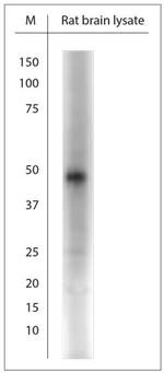 Orexin R2 Antibody in Western Blot (WB)