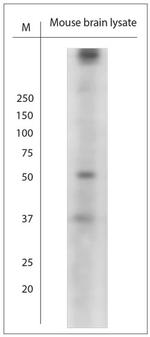 Piccolo Antibody in Western Blot (WB)