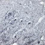 P2RX6 Antibody in Immunohistochemistry - Free Floating (IHC (Free))