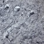 P2RX6 Antibody in Immunohistochemistry - Free Floating (IHC (Free))