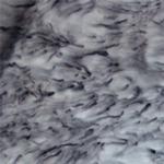 P2RX6 Antibody in Immunohistochemistry - Free Floating (IHC (Free))