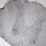 P2RX6 Antibody in Immunohistochemistry - Free Floating (IHC (Free))