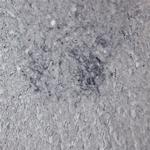 P2RX6 Antibody in Immunohistochemistry - Free Floating (IHC (Free))