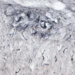 P2RY13 Antibody in Immunohistochemistry - Free Floating (IHC (Free))