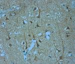 KCNQ1 Antibody in Immunohistochemistry (Paraffin) (IHC (P))