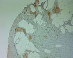 Perilipin 4 Antibody in Immunohistochemistry (Paraffin) (IHC (P))