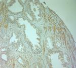 Perilipin 4 Antibody in Immunohistochemistry (Paraffin) (IHC (P))