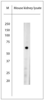 TRPML1 Antibody in Western Blot (WB)