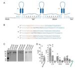 ASIC1 Antibody in Western Blot (WB)
