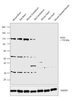 HCN1 Antibody in Western Blot (WB)