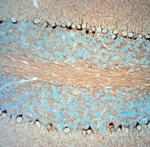 HCN1 Antibody in Immunohistochemistry (Paraffin) (IHC (P))