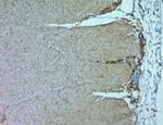 TRPV5 Antibody in Immunohistochemistry (Paraffin) (IHC (P))