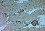 TRPV5 Antibody in Immunohistochemistry (Paraffin) (IHC (P))