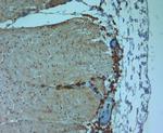 TRPV5 Antibody in Immunohistochemistry (Paraffin) (IHC (P))