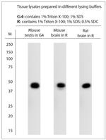 Opsin 5 Antibody in Western Blot (WB)