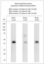 Opsin 5 Antibody in Western Blot (WB)