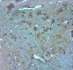 TMC3 Antibody in Immunohistochemistry (Paraffin) (IHC (P))