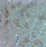 TMC3 Antibody in Immunohistochemistry (Paraffin) (IHC (P))