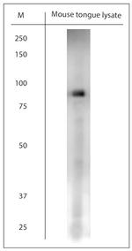 TMC3 Antibody in Western Blot (WB)