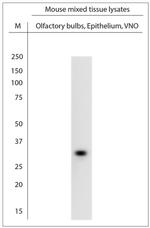 Vomeronasal 1 Receptor B2/B4 Antibody in Western Blot (WB)